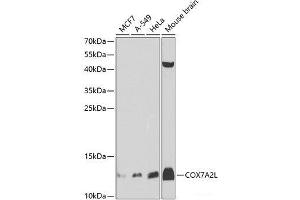 Western blot analysis of extracts of various cell lines using COX7A2L Polyclonal Antibody at dilution of 1:1000.