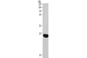 Western Blotting (WB) image for anti-Charged Multivesicular Body Protein 1A (CHMP1A) antibody (ABIN2429777)