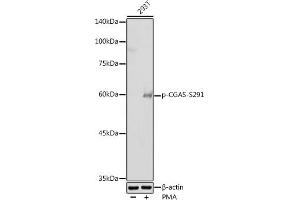 Western blot analysis of extracts of 293T cells, using Phospho-CGAS-S291 antibody (ABIN7266386) at 1:500 dilution. (C6orf150 Antikörper  (pSer291))