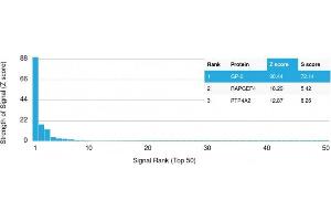 Analysis of Protein Array containing more than 19,000 full-length human proteins using GP2 Mouse Monoclonal Antibody (GP2/1712) Z- and S- Score: The Z-score represents the strength of a signal that a monoclonal antibody (Monoclonal Antibody) (in combination with a fluorescently-tagged anti-IgG secondary antibody) produces when binding to a particular protein on the HuProtTM array. (GP2 Antikörper  (AA 35-179))