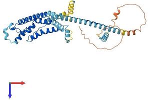 CALHM1 Protein (AA 1-348) (His tag)