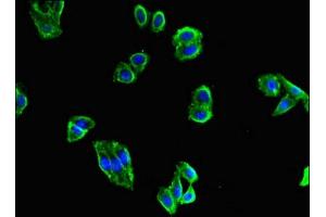 Immunofluorescent analysis of HepG2 cells using ABIN7159976 at dilution of 1:100 and Alexa Fluor 488-congugated AffiniPure Goat Anti-Rabbit IgG(H+L) (ERK2 Antikörper  (AA 133-316))