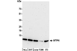 anti-Myotrophin (MTPN) (AA 68-118) antibody