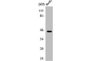 Western Blot analysis of HuvEc cells using ARP-1 Polyclonal Antibody (NR2F2 Antikörper  (N-Term))