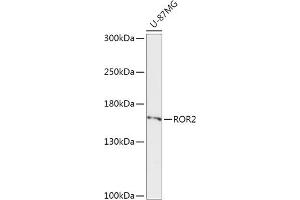 Western blot analysis of extracts of U-87MG cells, using ROR2 antibody (ABIN6134423, ABIN6147075, ABIN6147076 and ABIN6221256) at 1:1000 dilution. (ROR2 Antikörper  (AA 100-200))