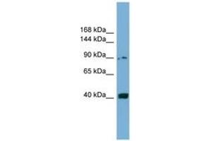 Image no. 1 for anti-Unc-5 Homolog C (C. Elegans) (Unc5c) (AA 395-444) antibody (ABIN6744805)
