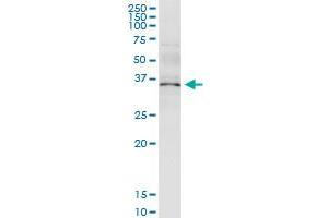 Immunoprecipitation of ANXA5 transfected lysate using rabbit polyclonal anti-ANXA5 and Protein A Magnetic Bead (ANXA5 (Human) IP-WB Antibody Pair)