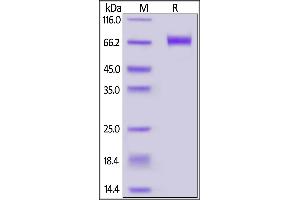 Biotinylated Human CD39, His,Avitag (MALS verified) on  under reducing (R) condition.