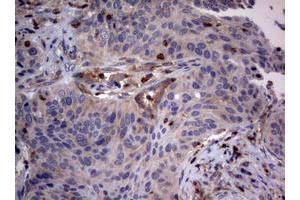 Image no. 5 for anti-Tuberous Sclerosis 1 (TSC1) (AA 836-1164) antibody (ABIN1491686) (TSC1 Antikörper  (AA 836-1164))