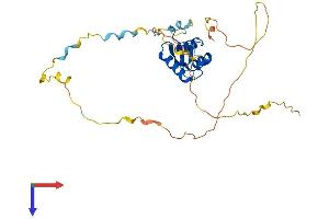 FOXE3 Protein (AA 1-288) (His tag)