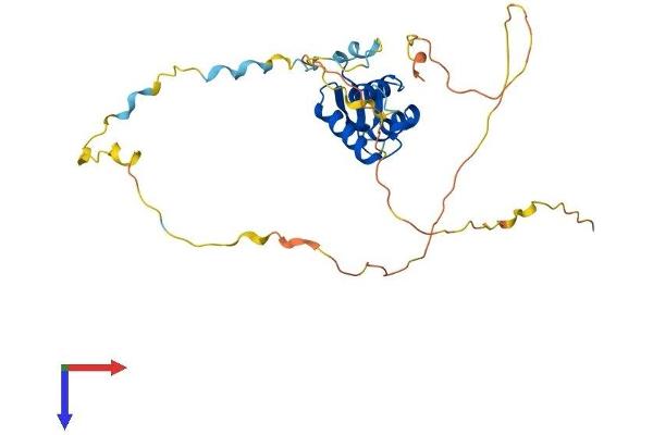 FOXE3 Protein (AA 1-288) (His tag)