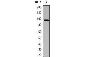 Western blot analysis of ATG9A expression in HT29 (A) whole cell lysates. (ATG9A Antikörper)
