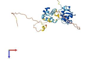 ELF5 Protein (AA 1-265) (His tag)