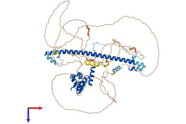 BACH1 Protein (AA 1-739) (His tag)