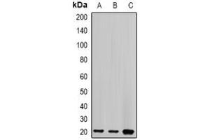 Western Blotting (WB) image for anti-Centrin, EF-Hand Protein, 2 (CETN2) (full length) antibody (ABIN6005128) (CETN2 Antikörper  (full length))