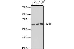 Western blot analysis of extracts of various cell lines, using GCLM antibody (ABIN7267425) at 1:1000 dilution. (GCLM Antikörper)