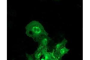 Anti-BAIAP2 mouse monoclonal antibody (ABIN2454636) immunofluorescent staining of COS7 cells transiently transfected by pCMV6-ENTRY BAIAP2 (RC214570). (BAIAP2 Antikörper)