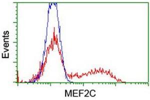 HEK293T cells transfected with either RC220584 overexpress plasmid (Red) or empty vector control plasmid (Blue) were immunostained by anti-MEF2C antibody (ABIN2454323), and then analyzed by flow cytometry. (MEF2C Antikörper)