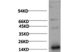 Western Blot analysis of Human Serum using TTR Monoclonal Antibody at dilution of 1:2000. (TTR Antikörper)