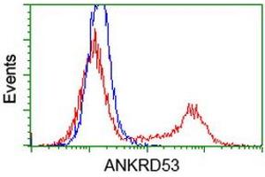 Flow Cytometry (FACS) image for anti-Ankyrin Repeat Domain 53 (ANKRD53) (AA 1-300) antibody (ABIN1490722) (ANKRD53 Antikörper  (AA 1-300))