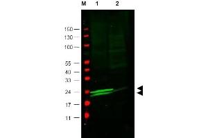 Image no. 1 for anti-Myosin Light Chain 6, Alkali, Smooth Muscle and Non Muscle (MYL6) (AA 12-27) antibody (ABIN401347) (MYL6 Antikörper  (AA 12-27))