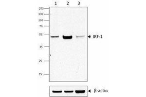 Western Blotting (WB) image for anti-Interferon Regulatory Factor 1 (IRF1) antibody (ABIN2666257) (IRF1 Antikörper)