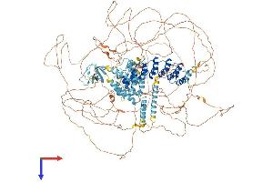 AlphaFold protein structure predicition of Mouse Recombinant Caskin1 Protein, UniprotID Q6P9K8