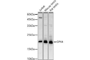 Western Blotting (WB) image for anti-Glutathione Peroxidase 4 (GPX4) (AA 30-197) antibody (ABIN3015730)