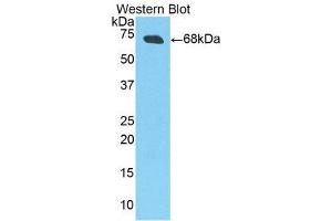 Western Blotting (WB) image for anti-Creatine Kinase, Muscle (CKM) (AA 11-367) antibody (ABIN1858413)