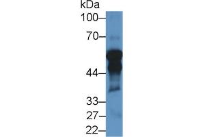 Detection of CYP11A1 in Rat Testis lysate using Polyclonal Antibody to Cytochrome P450 11A1 (CYP11A1) (CYP11A1 Antikörper  (AA 44-287))