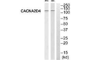 Western blot analysis of extracts from 293 cells and 3T3 cells, using CACNA2D4 antibody. (CACNA2D4 Antikörper  (Internal Region))