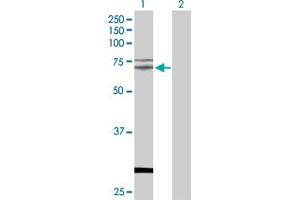 Western Blot analysis of TAF15 expression in transfected 293T cell line by TAF15 MaxPab polyclonal antibody. (TAF15 Antikörper  (AA 1-592))