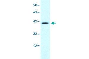 Western Blot analysis of Daudi cell lysate with CCRN4L polyclonal antibody  at 1-2 ug/mL working concentration. (CCRN4L Antikörper  (N-Term))