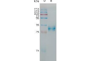 SDS-PAGE (SDS) image for Claudin 6 (CLDN6) (AA 138-160) protein (Fc Tag) (ABIN7491305)