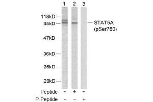 Image no. 2 for anti-Signal Transducer and Activator of Transcription 5A (STAT5A) (pSer780) antibody (ABIN196698) (STAT5A Antikörper  (pSer780))
