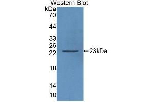Western Blotting (WB) image for anti-Caspase 3 (CASP3) (AA 29-175) antibody (ABIN1077911) (Caspase 3 Antikörper  (AA 29-175))