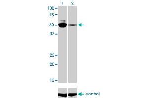 Western blot analysis of MYCN over-expressed 293 cell line, cotransfected with MYCN Validated Chimera RNAi (Lane 2) or non-transfected control (Lane 1). (MYCN Antikörper  (AA 1-100))