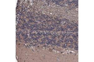 Immunohistochemical staining of human cerebellum with SUPT7L polyclonal antibody  shows distinct nucleolar positivity in purkinje cells at 1:200-1:500 dilution.