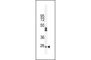 C Antibody (Center) (ABIN654951 and ABIN2844592) western blot analysis in CHO cell line lysates (35 μg/lane). (C6ORF62 Antikörper  (AA 118-147))