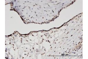Immunoperoxidase of monoclonal antibody to RPS11 on formalin-fixed paraffin-embedded human placenta. (RPS11 Antikörper  (AA 59-158))