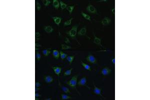 Immunofluorescence analysis of L929 cells using SRPRB antibody (ABIN6132685, ABIN6148459, ABIN6148460 and ABIN6214895) at dilution of 1:100.