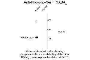 Western Blot of Anti-GABA(A) Receptor gamma 2 pS327 (Rabbit) Antibody - 612-401-D52 Western Blot of Rabbit Anti-GABA(A) Receptor gamma 2 pS327 antibody. (GABRG2 Antikörper  (pSer327))