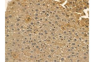 MYPT1 Mouse Monoclonal Antibody at 1/100 staining mouse liver tissue by IHC-P.