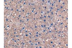 Detection of FGF15 in Rat Liver Tissue using Monoclonal Antibody to Fibroblast Growth Factor 15 (FGF15) (FGF15 Antikörper  (AA 25-218))