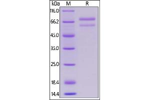 SDS-PAGE (SDS) image for Angiopoietin-Like 7 (ANGPTL7) (AA 27-346) (Active) protein (Fc Tag) (ABIN6253635)