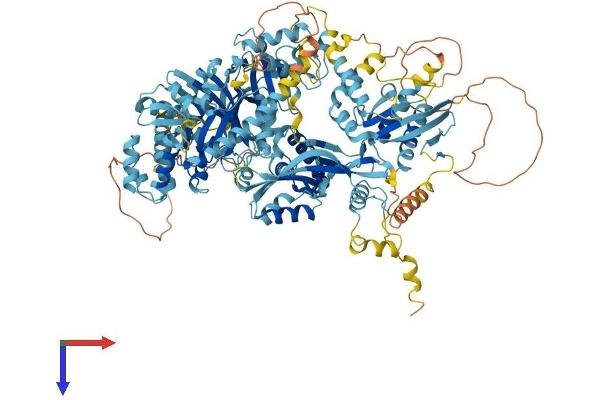 Ephrin A1 Protein (EFNA1) (AA 1-1127) (His tag)
