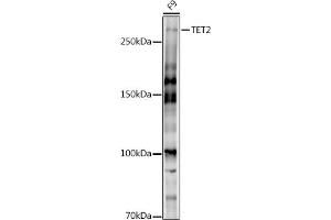 Western blot analysis of extracts of F9 cells, using TET2 antibody (ABIN7270780) at 1:1000 dilution. (TET2 Antikörper)