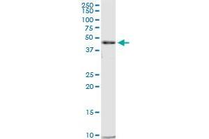 CTBP2 MaxPab polyclonal antibody. (CTBP2 Antikörper  (AA 1-513))
