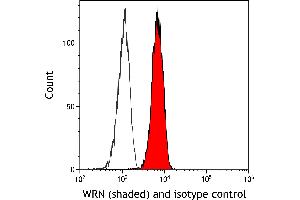 Flow Cytometry (FACS) image for anti-Werner syndrome RecQ like helicase (WRN) (C-Term) antibody (ABIN7795757)