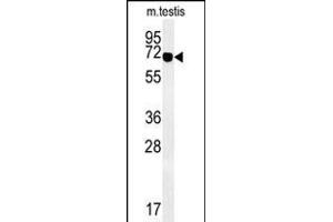 Western blot analysis of ZBTB5 Antibody (N-term) (ABIN651495 and ABIN2840267) in mouse testis tissue lysates (35 μg/lane). (ZBTB5 Antikörper  (N-Term))